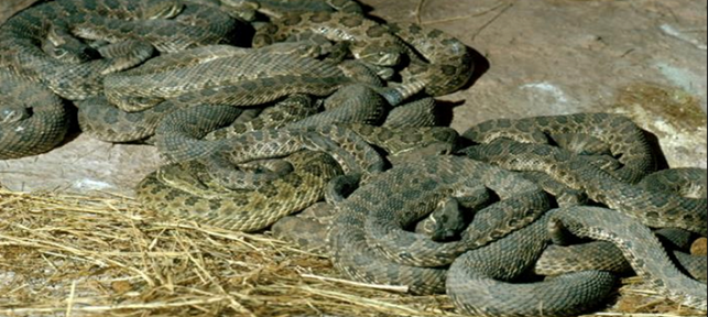 Hot weather is waking B.C. snakes from their slumber. Here's how to  identify them